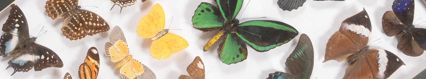 Natural History & Taxidermy