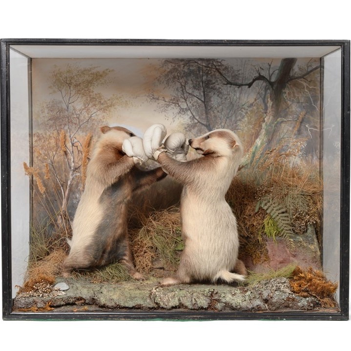 An Exceptionally Rare Anthropomorphic Cased Pair of Boxing Badger Cubs, by Peter Spicer & Sons
