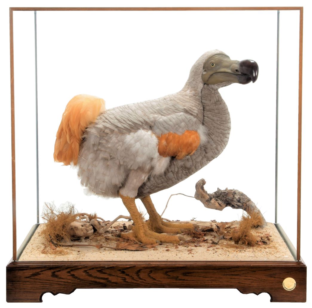 10 Lots to Watch in the 20th April Natural History and Taxidermy Sale