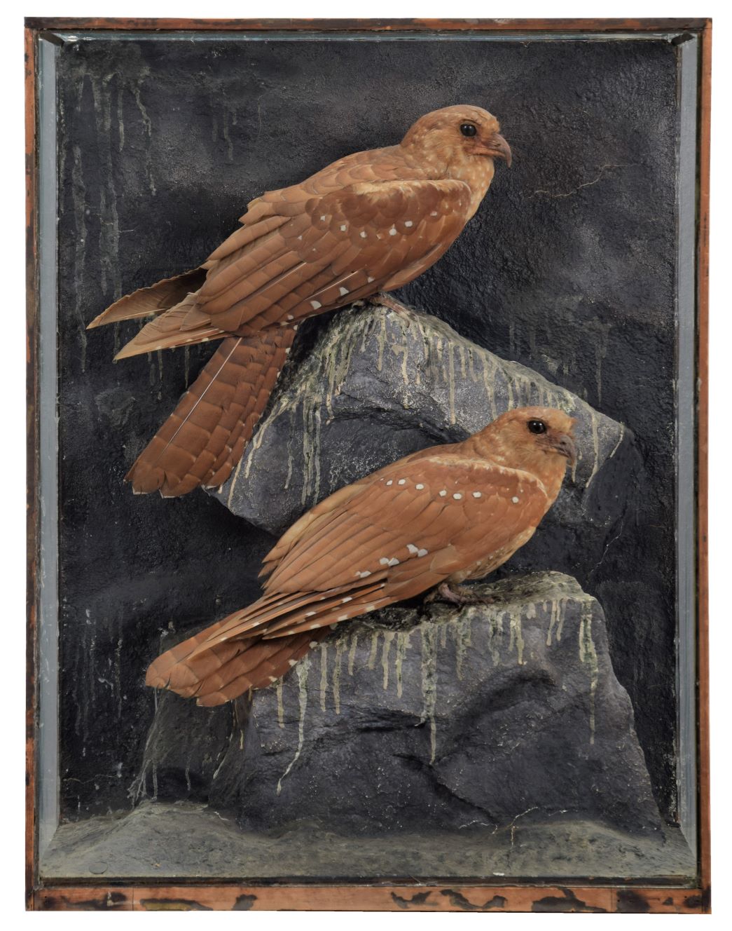 10 Lots to Watch - Natural History & Taxidermy Sale 2nd September