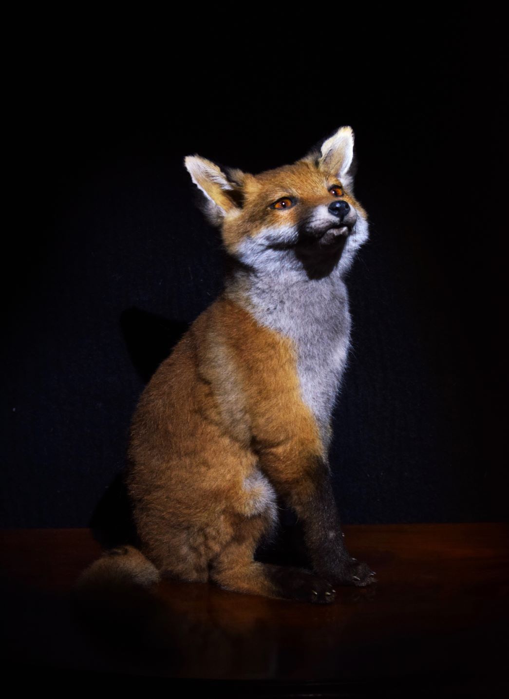 Natural History & Taxidermy Sale: 10 Lots to Watch