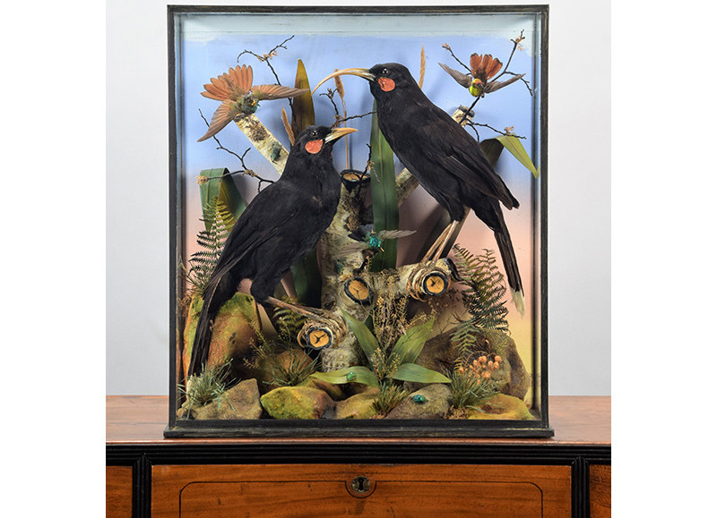 Victorian Huia Set World Auction Record Image