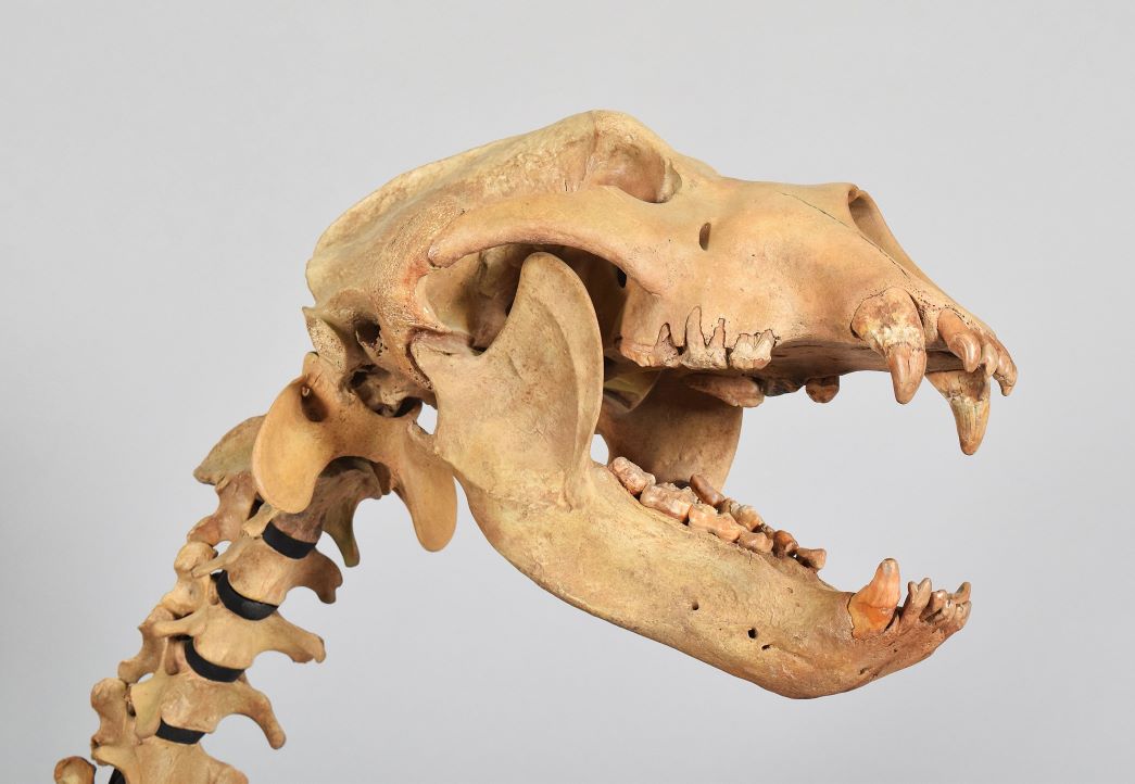 Extinct Cave Bear Skeleton Sells for £17,000